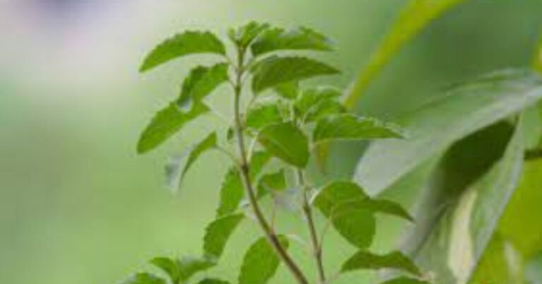 तुलसी माता आरती लिरिक्स। Tulsi Mata Aarti Lyrics 