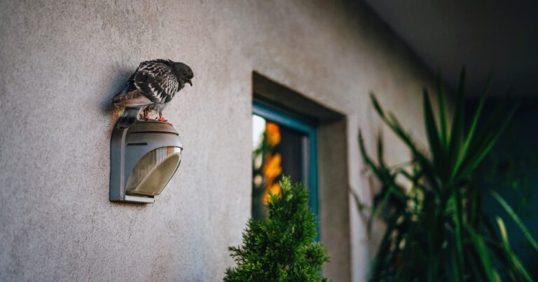 Vastu and Symbolism of Pigeons Laying Eggs on Your Balcony