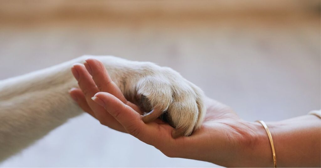 Things to say when someone loses a pet