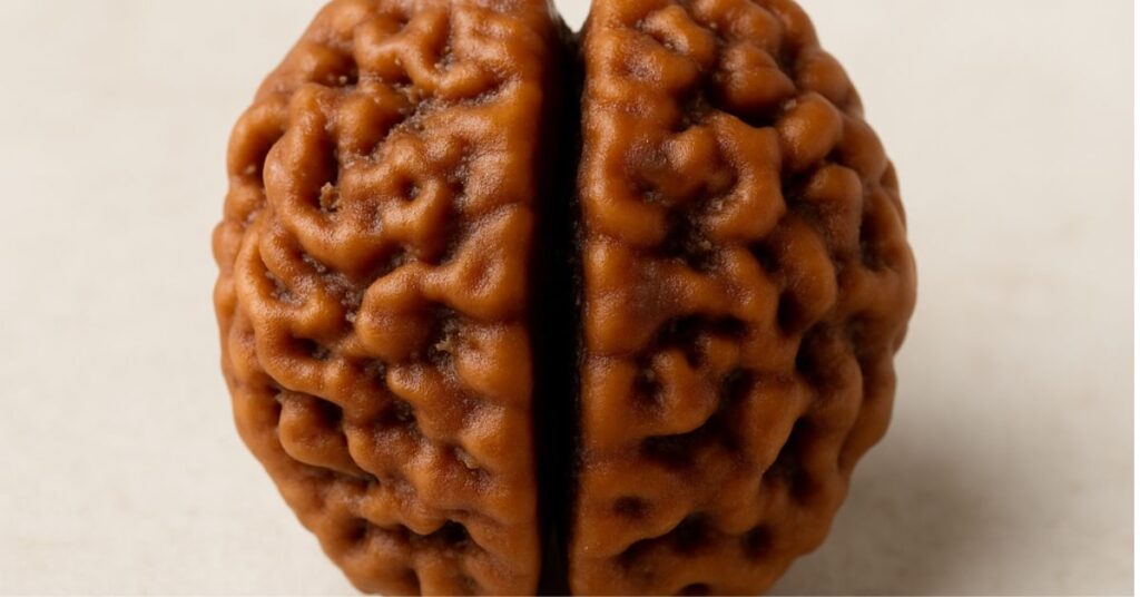 2 Mukhi Rudraksha