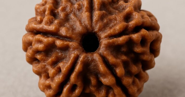3 Mukhi Rudraksha